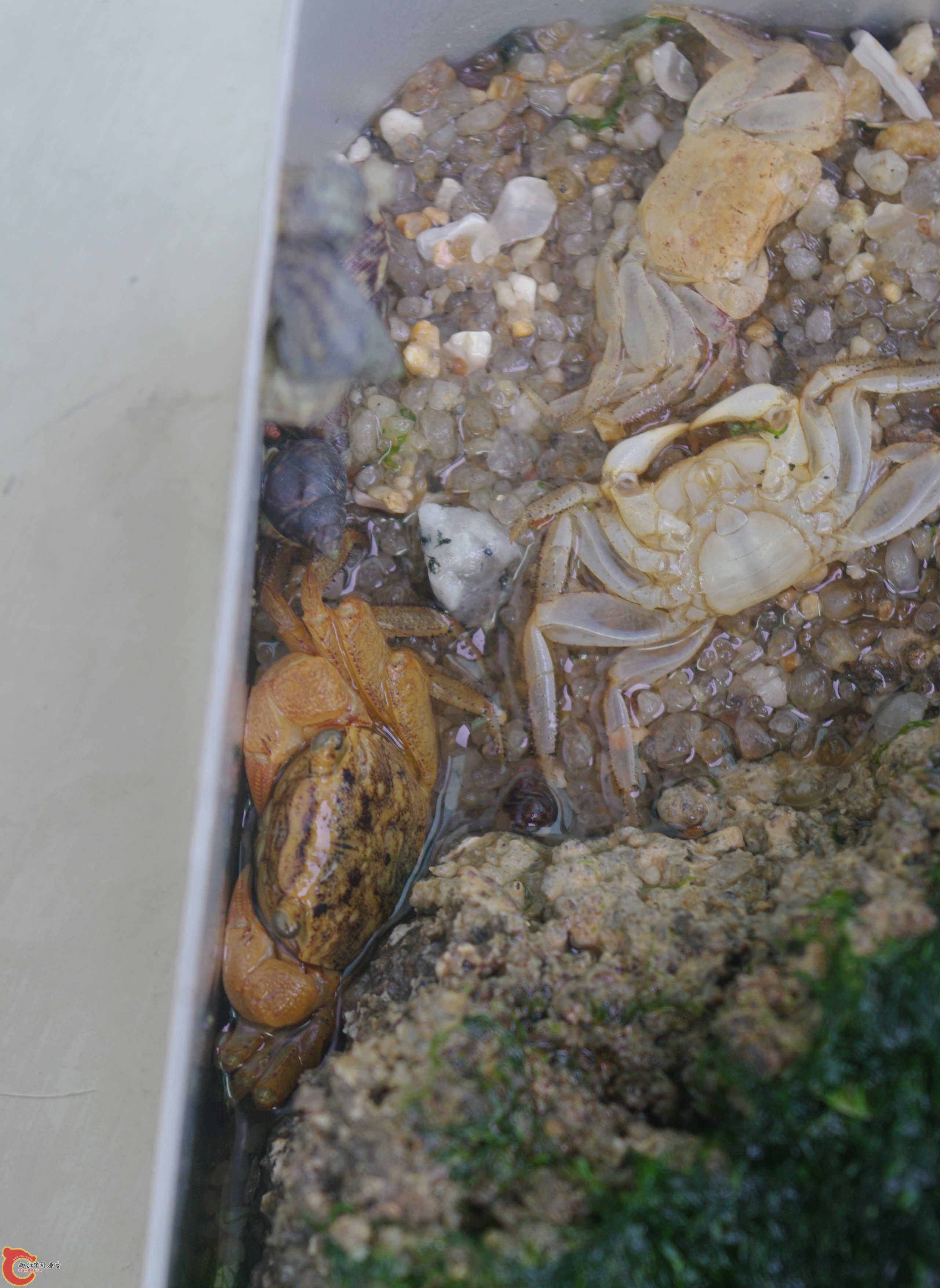 刚抓上岸时照的