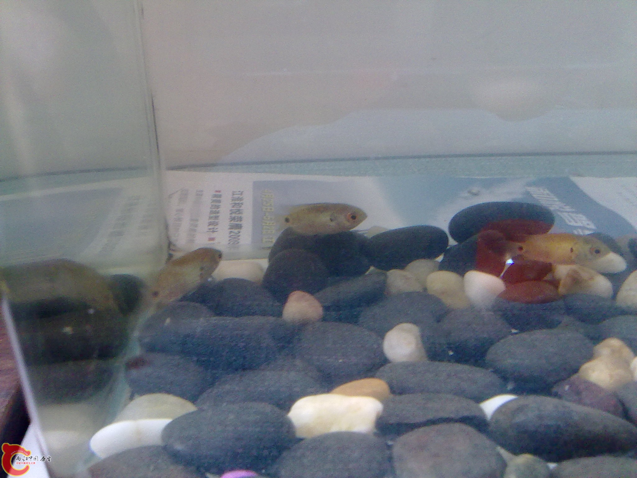 20100707234.jpg