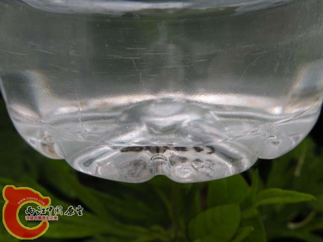 DSCN9403.JPG
