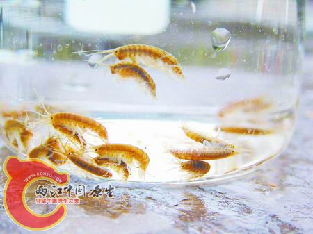 河南杜康河再现“七彩鸳鸯虾”