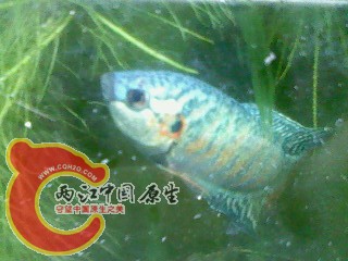 IMG3409A.jpg