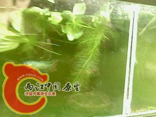 IMG3674A.JPG