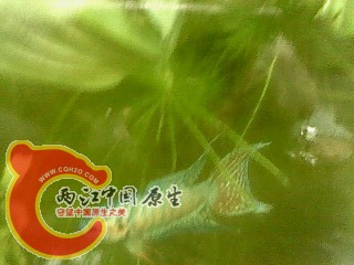 IMG3653A.JPG