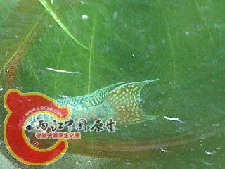 IMG3129A.jpg