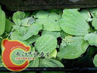 IMG3167A.jpg