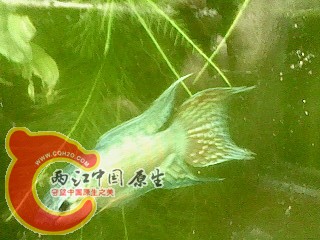 IMG3683A.JPG