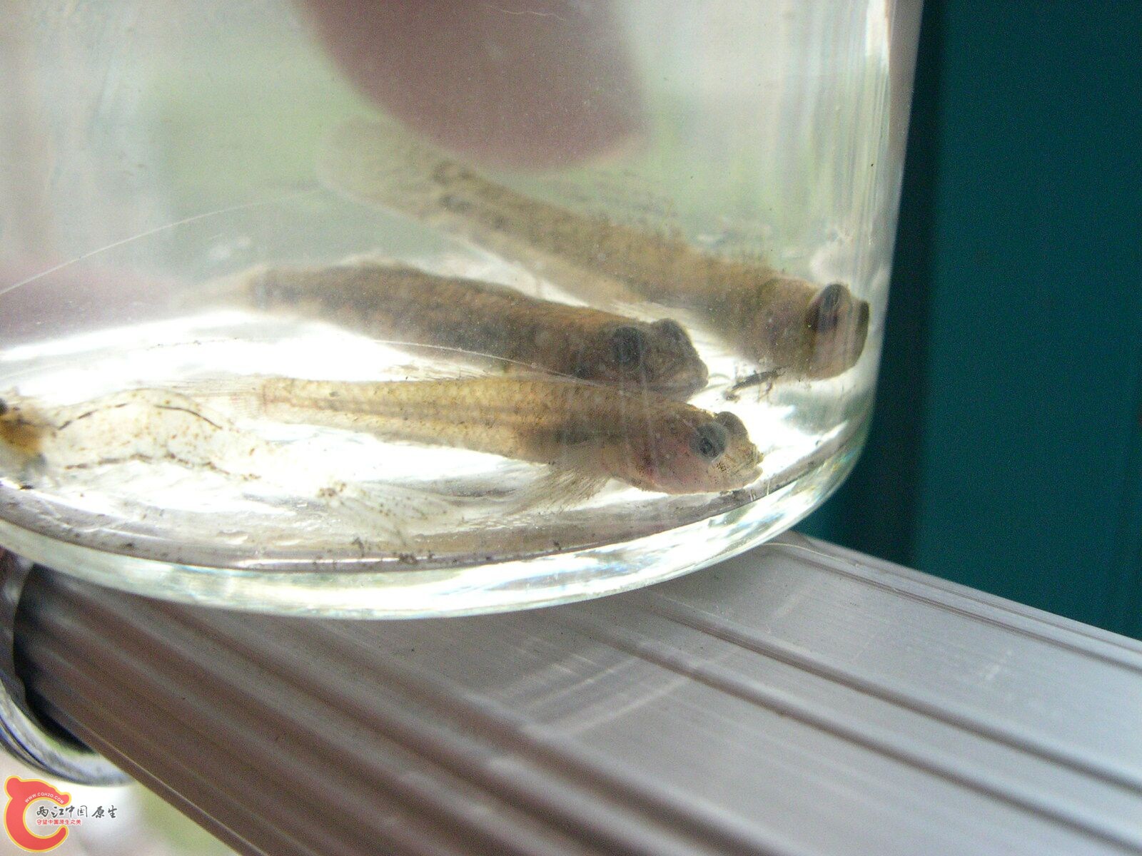 虾虎5.jpg