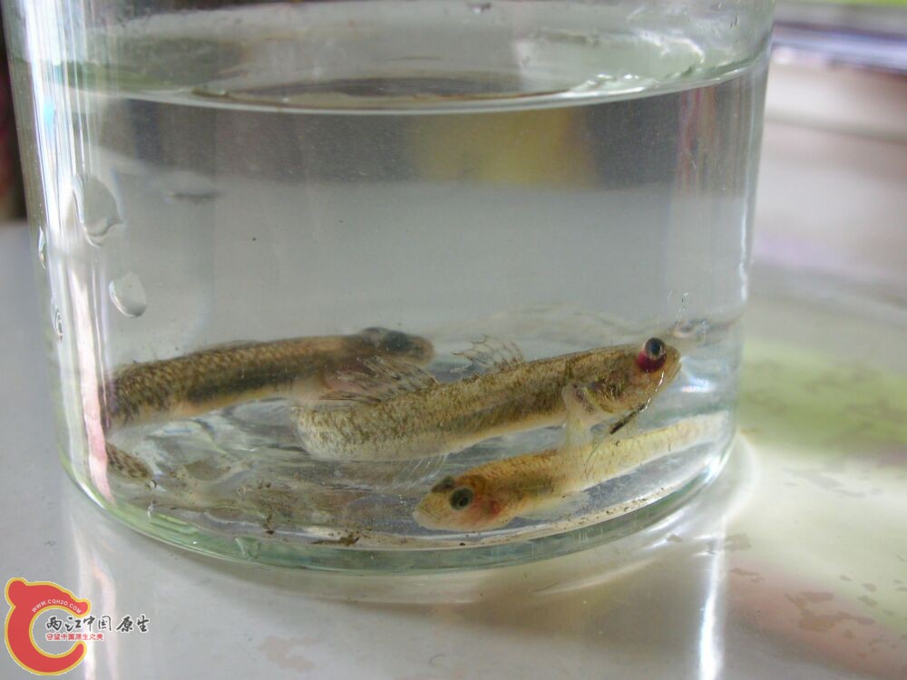 虾虎2.jpg