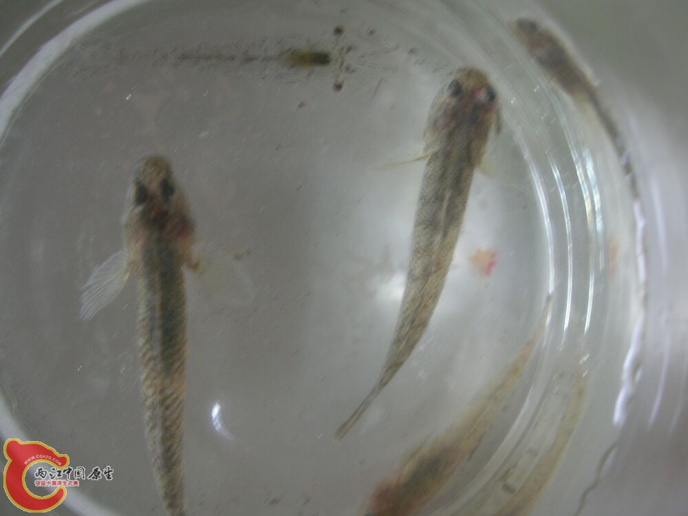 虾虎4.jpg