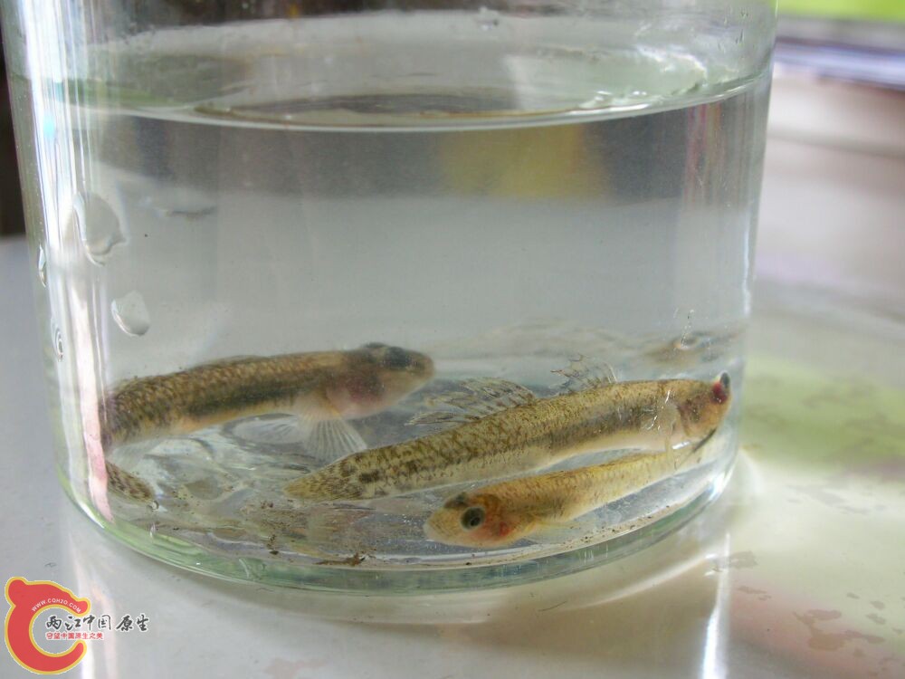虾虎1.jpg