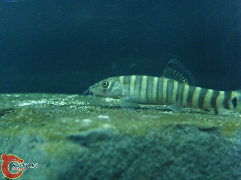 SDC12574.JPG