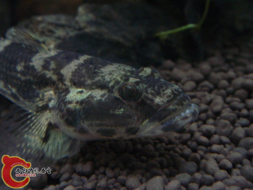 DSC02018_缩小大小.JPG