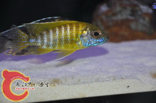 金松鼠1.jpg