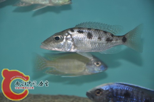 拖拉火箭.jpg