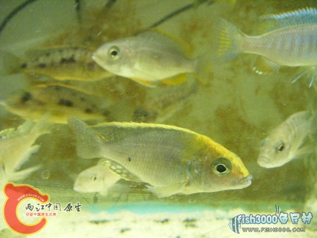 20091229_d8712b6ecf0cb5fcbdf7S6psvLAuSscH.jpg