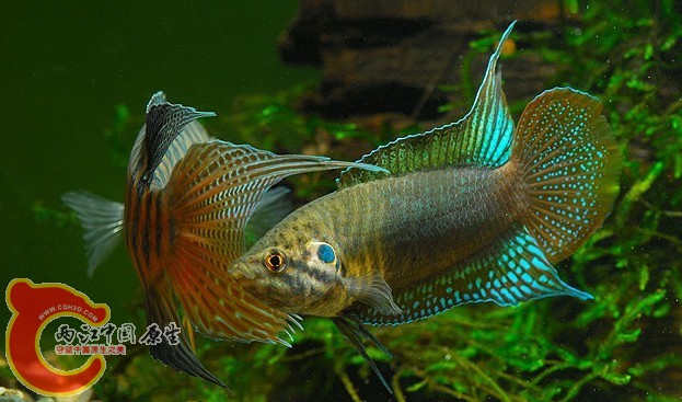 彻底迷倒我的图