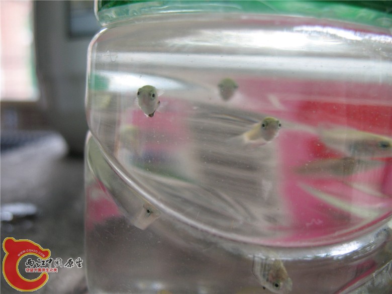 照片 006_副本.jpg