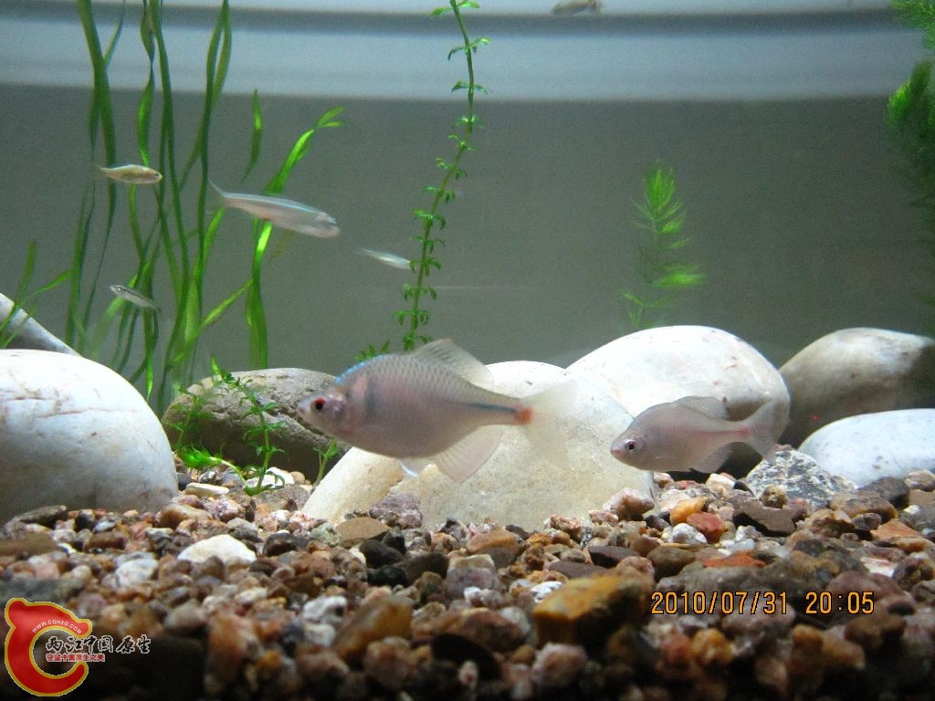 缸中的鳑鮍