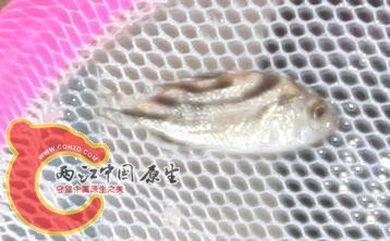 fish1.JPG