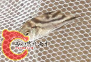 fish2.JPG