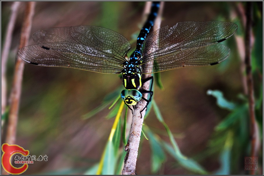 蜻蜓.jpg