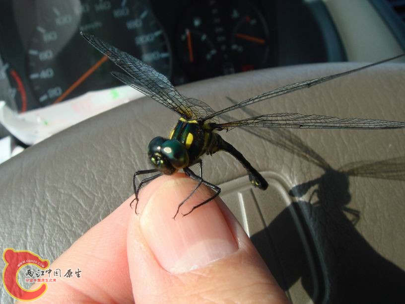 调整大小 DSC07542.JPG