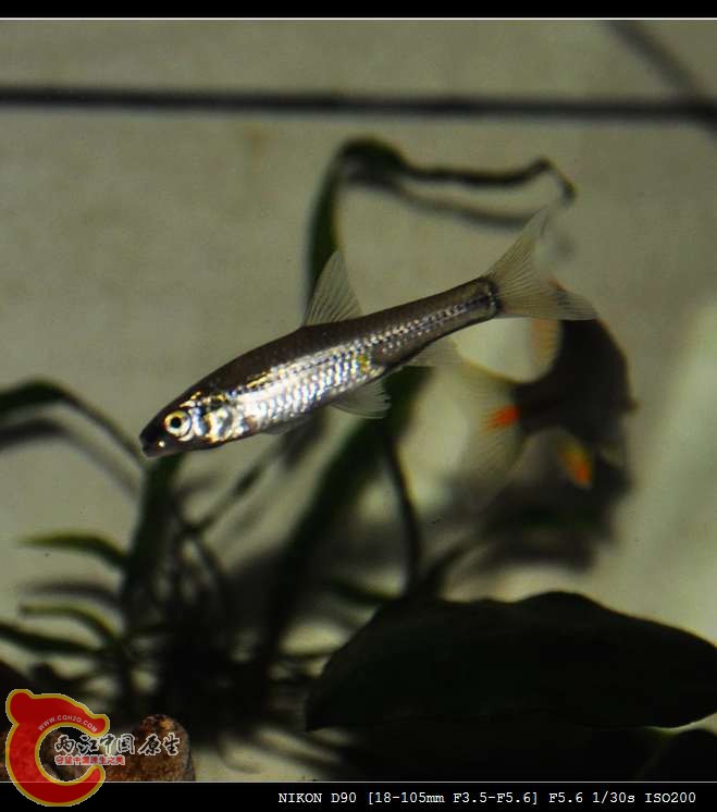 DSC_0011_光影_1.jpg