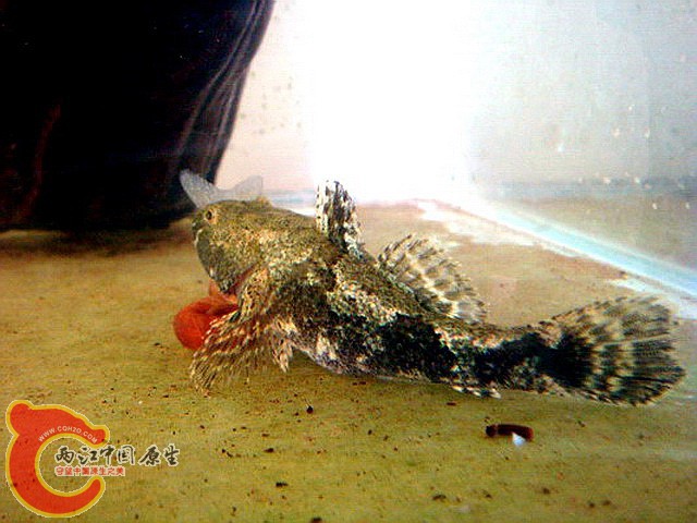 1捕食之--温柔的陷阱1.jpg
