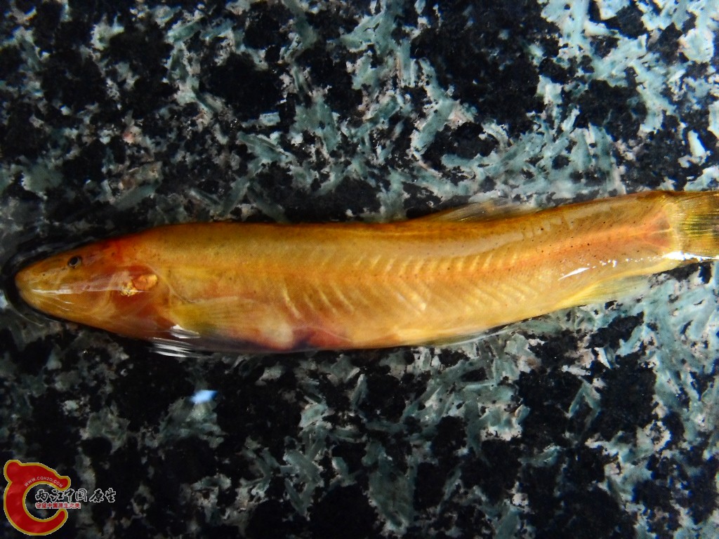 SDC14074.JPG