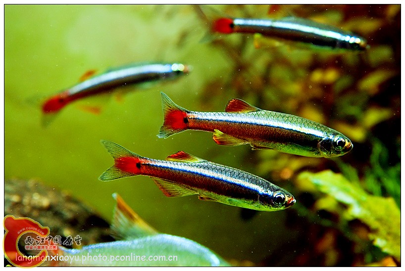 白云金丝 (3).jpg