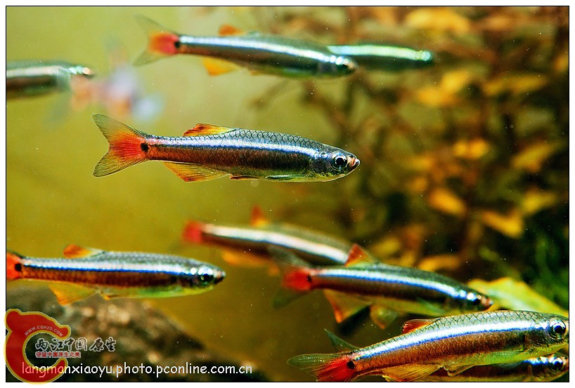 白云金丝 (1).jpg