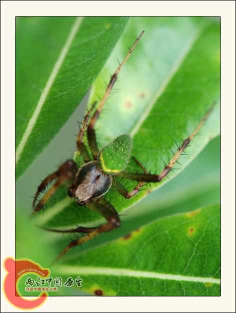 黃邊綠姬鬼蛛.jpg