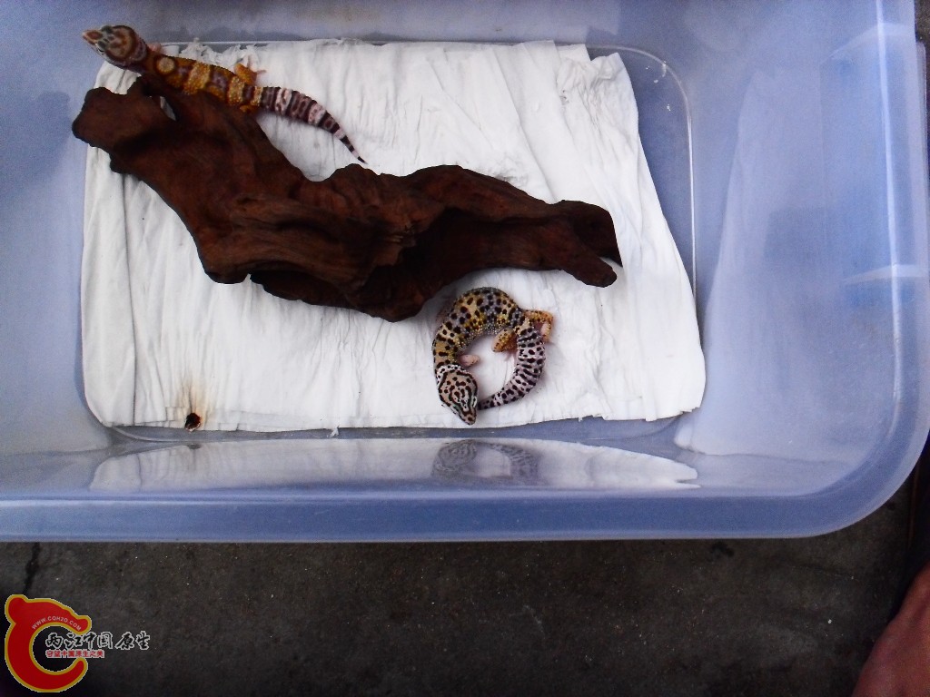 SDC14313.JPG