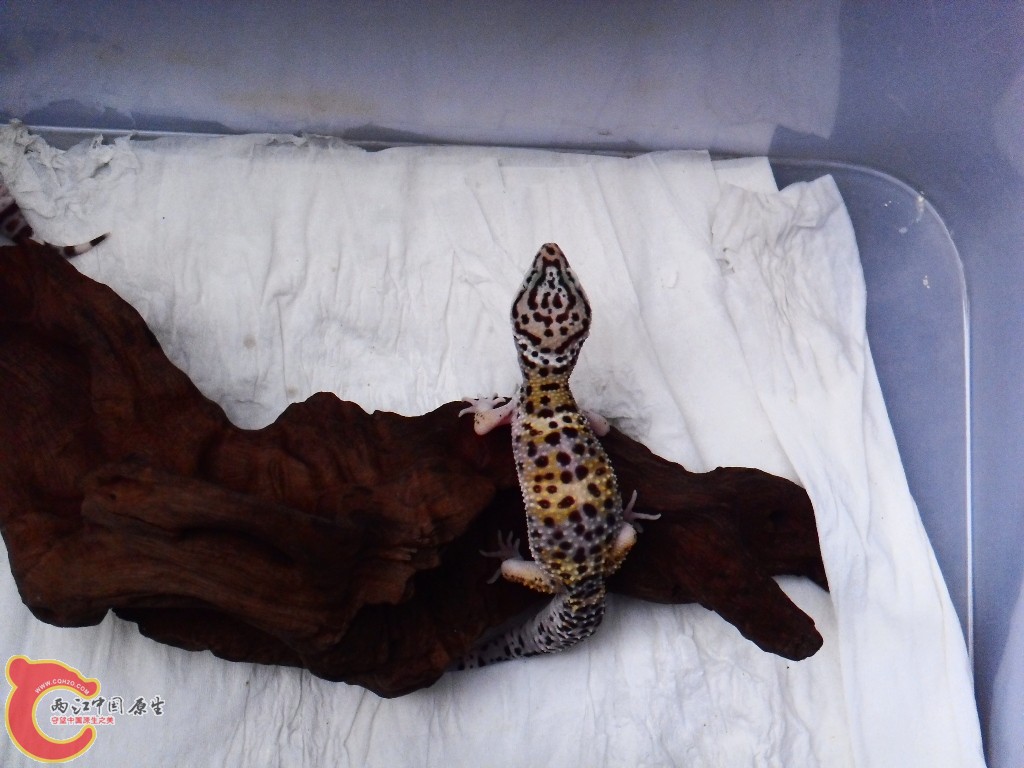 SDC14316.JPG