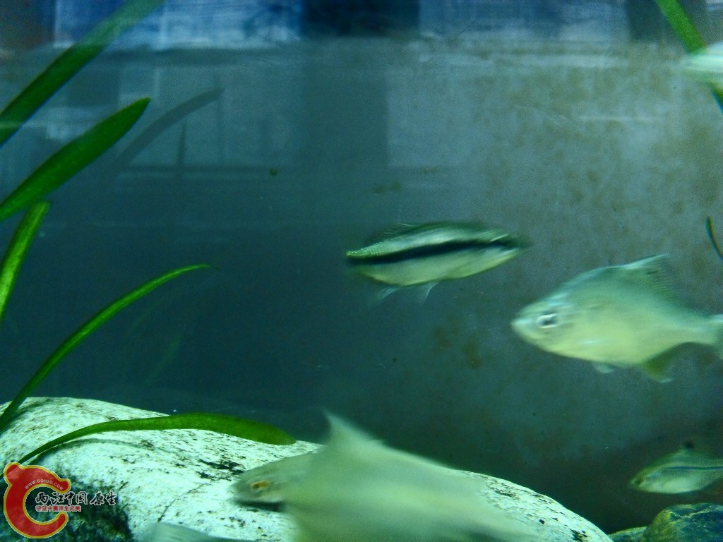 SDC14284.JPG