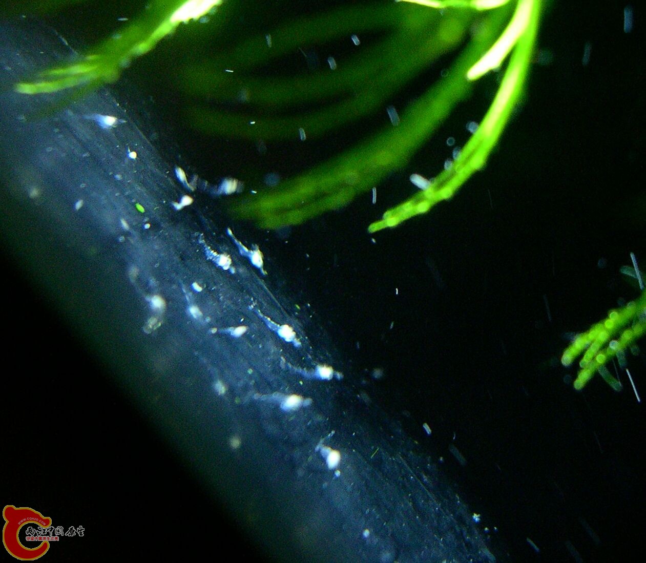 喜欢聚在手电筒前