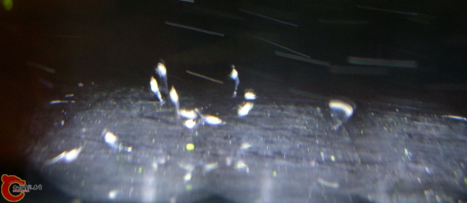 喜欢聚在手电筒前