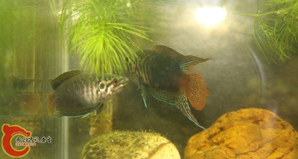 斗鱼07.jpg