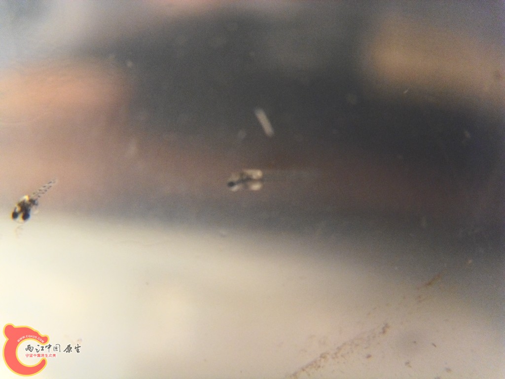 SDC14570.JPG