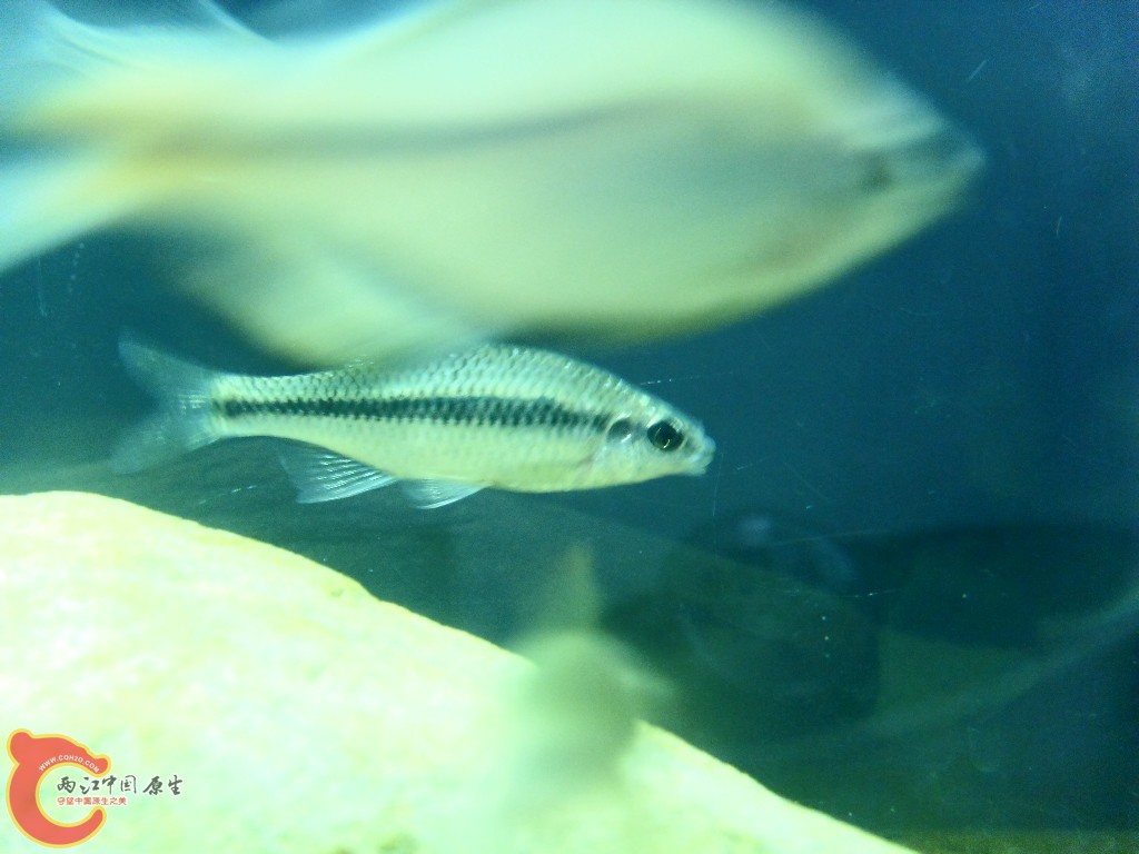 SDC14495.JPG