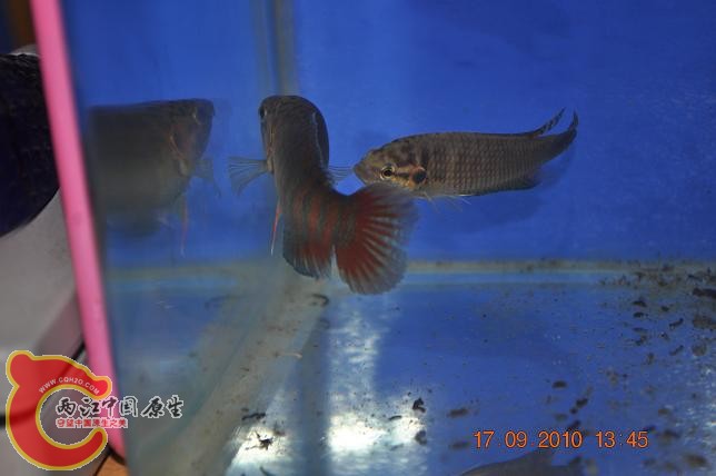 DSC_2157.JPG