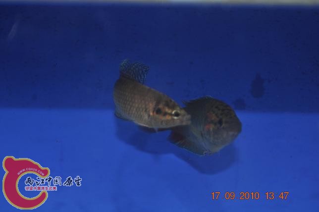 DSC_2165.JPG