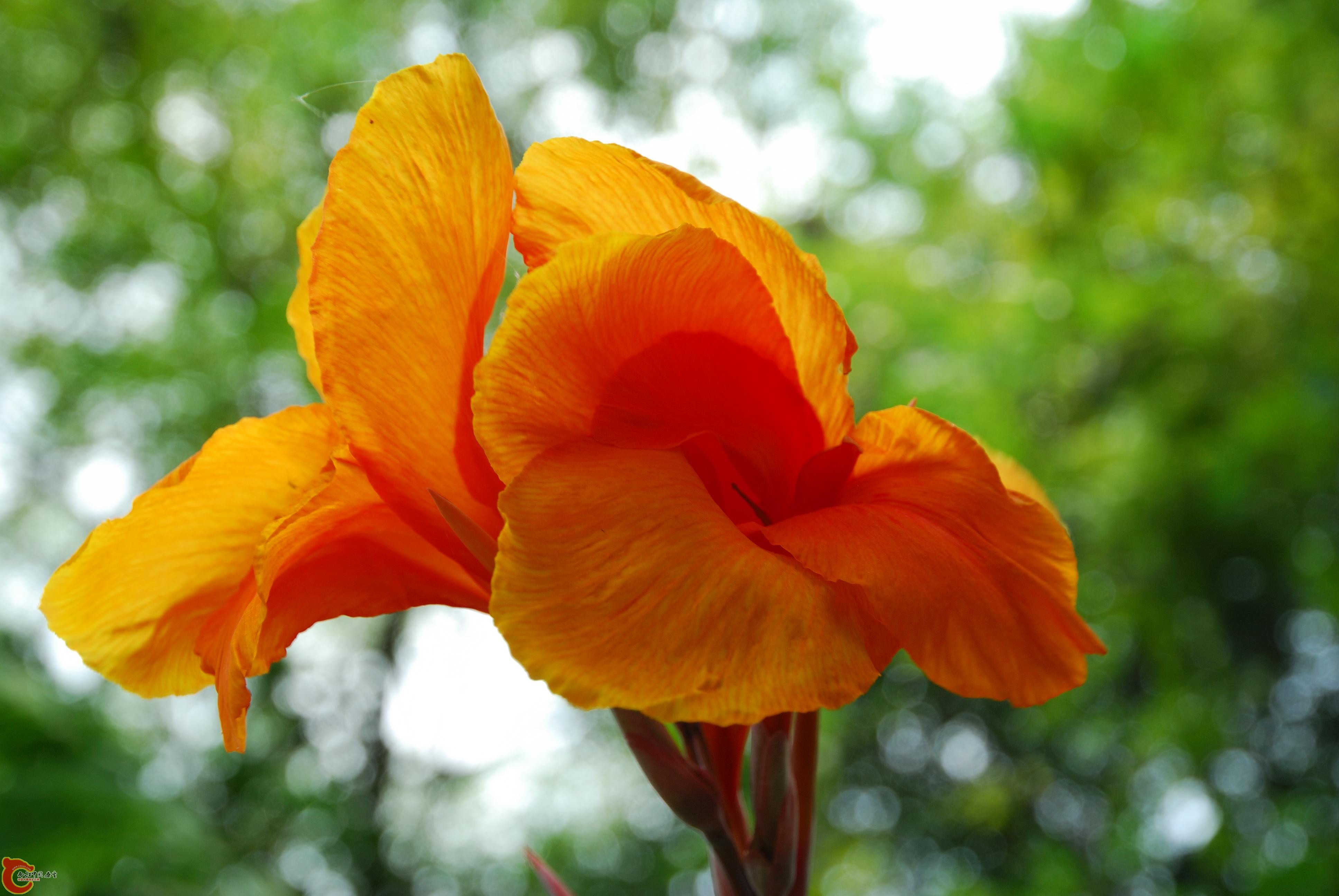 DSC_0088.jpg