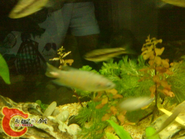 DSC03337.JPG