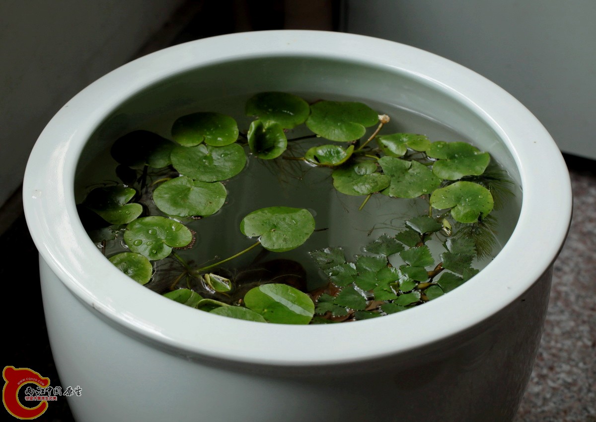 我给我哥哥开的原生大瓷缸，水草是野采的