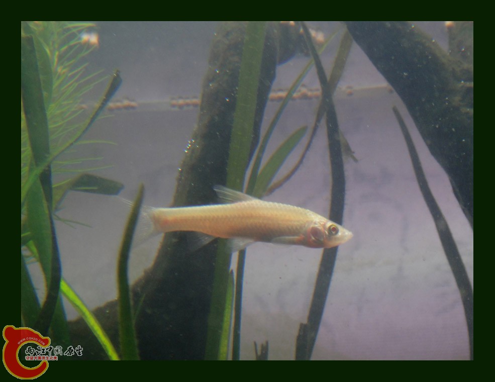 麦穗DSC00125.JPG