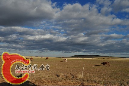 草原牛群.jpg