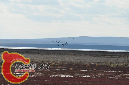 湿地鸟群.jpg