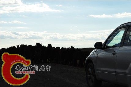 群马当道.jpg