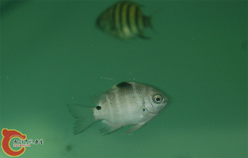 不知名1+不知名2